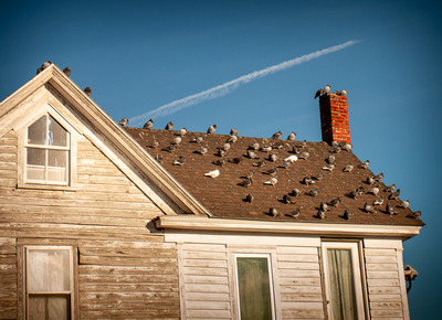 Smith Island Pigeons